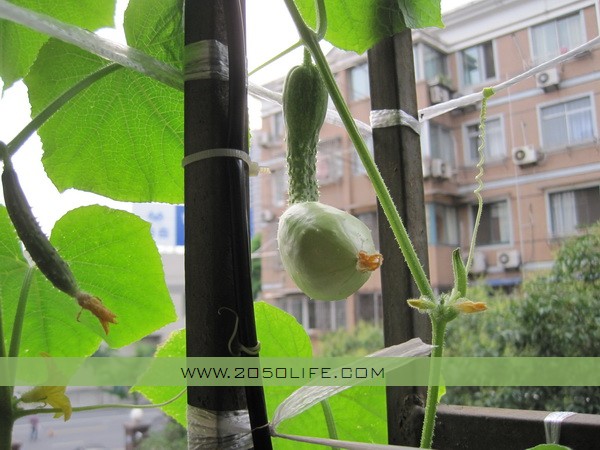 2012年7月9日拍摄，“小黄瓜”开始长成“大头黄瓜”啦